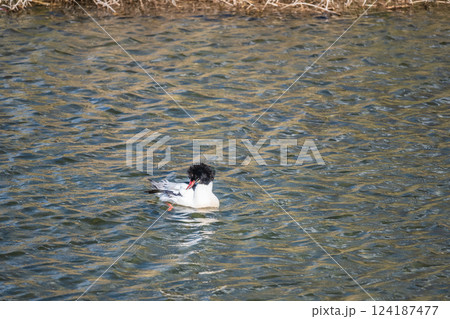 カワアイサ(オス) 京都市鴨川 カワアイサ(オス) 京都市鴨川 124187477