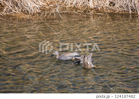 オカヨシガモ　京都市鴨川 124187482