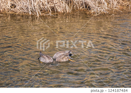オカヨシガモ　京都市鴨川 124187484