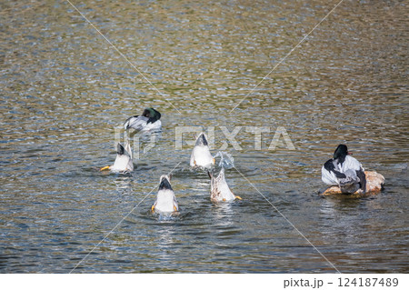 オカヨシガモ　カワアイサ　京都市鴨川 124187489