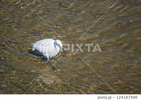 賀茂川(鴨川)で餌を探すシラサギ(コサギ) 京都市 賀茂川(鴨川)で餌を探すシラサギ(コサギ) 京都市 124187490