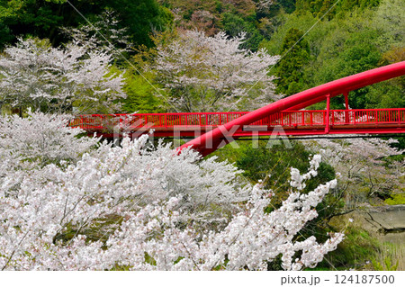 満開の桜と大滝湖かけ橋 満開の桜と大滝湖かけ橋 124187500