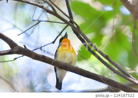 美しい野鳥のさえずり③ 美しい野鳥のさえずり③ 124187522