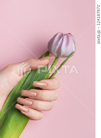 Woman hand with perfect manicure holding beautiful pink tulip on pink background Woman hand with perfect manicure holding beautiful pink tulip on pink background 124187672