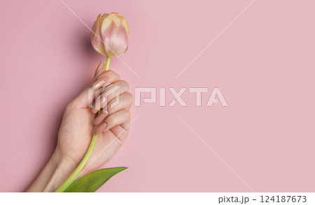 Woman hand holding pink tulip showing manicure on pink background 124187673