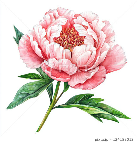 beautiful peony flower with soft pink petals and green leaves, showcasing delicate details and vibrant colors 124188012