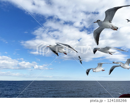 青空を飛び交うカモメ 124188266