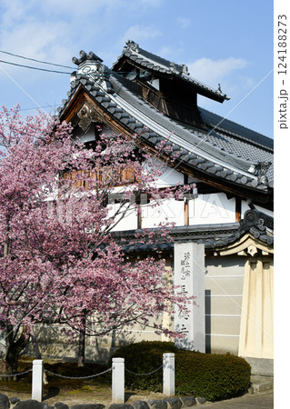 京都 長徳寺のオカメ桜 124188273