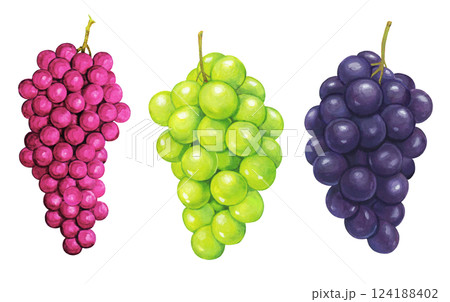 3種の葡萄のイラスト セット 124188402