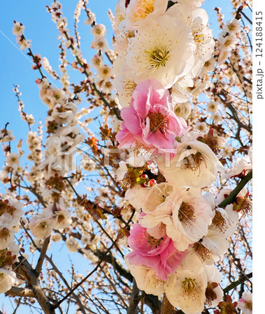 春　桜　自然 124188415