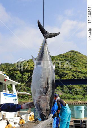 上五島の養殖まぐろ 上五島の養殖まぐろ 124188434