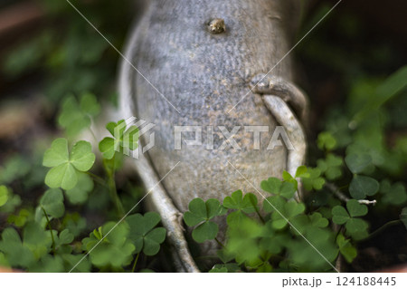 Shamrock Plant In A Pot Shamrock Plant In A Pot 124188445