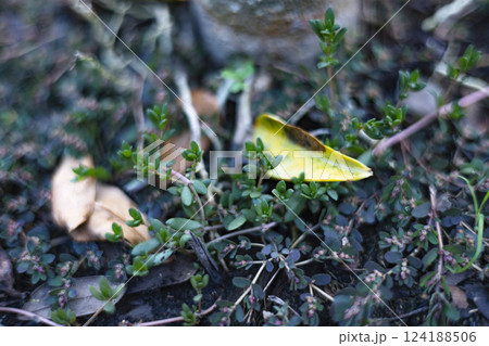 Portulaca Quadrifida Plants Covering The Ground 124188506