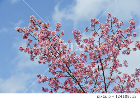 京都 長徳寺のオカメ桜 124188518