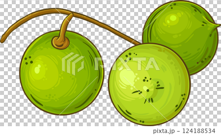 Macadamia Nuts Colored Detailed Illustration. Macadamia Nuts Colored Detailed Illustration. 124188534