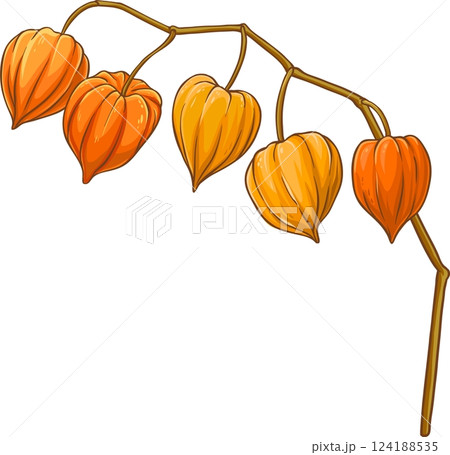 Phisalis Branch with Berries Colored Detailed Illustration Phisalis Branch with Berries Colored Detailed Illustration 124188535