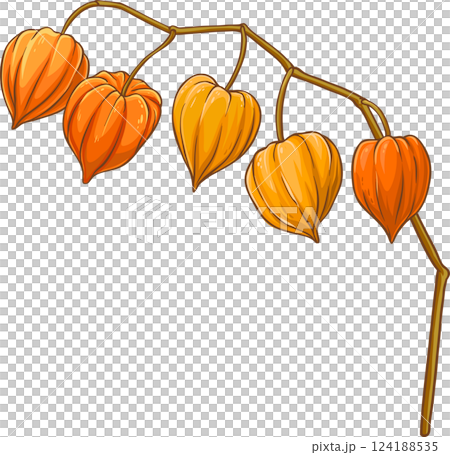 Phisalis Branch with Berries Colored Detailed Illustration Phisalis Branch with Berries Colored Detailed Illustration 124188535