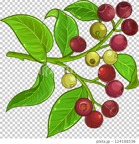 Sandalwood Branch with Berries and Leaves Colored Detailed Illustration. Sandalwood Branch with Berries and Leaves Colored Detailed Illustration. 124188536
