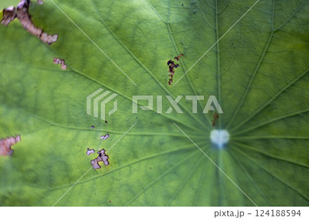 The Lotus Leaves Are Drying Up The Lotus Leaves Are Drying Up 124188594