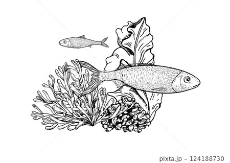 Sardine fish Swimming Among Coral and Seaweed black white vector illustration. Ocean Scene monochrome hand drawn. Anchovies, sea plants engraving painted for coloring, marine themed scrapbooking. Sardine fish Swimming Among Coral and Seaweed black white vector illustration. Ocean Scene monochrome hand drawn. Anchovies, sea plants engraving painted for coloring, marine themed scrapbooking. 124188730