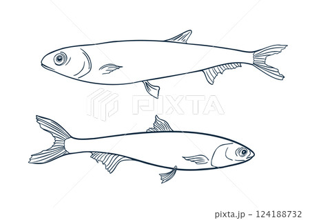 Anchovies black white vector illustration isolated. Monochrome simple sea fish contour hand drawn. Fish silhouette line art. Sardines coloring drawing for logos, packaging, and marine designs. 124188732