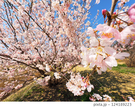 春 桜 自然 春 桜 自然 124189223