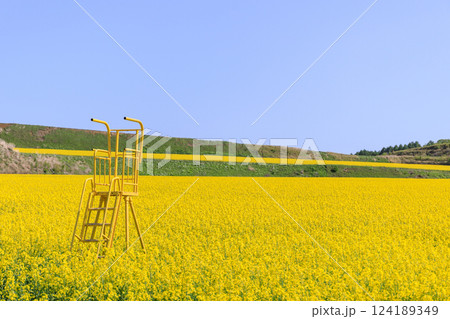 北海道安平町、黄色いじゅうたんに染まる菜の花畑と展望台【5月】 124189349
