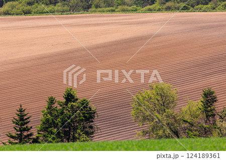 北海道安平町、丘に広がる畑の畝【5月】 124189361