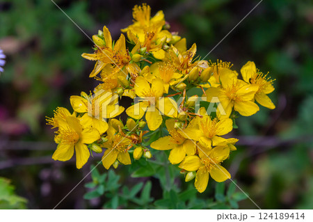 flowers of Saint Johns wort, Hypericum perforatum 124189414