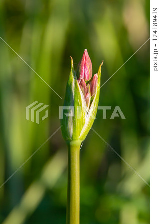 Photo butomus umbellatus flower burchardia, macro photo, forest water lily flower, summer spring, botany, background pink Photo butomus umbellatus flower burchardia, macro photo, forest water lily flower, summer spring, botany, background pink 124189419