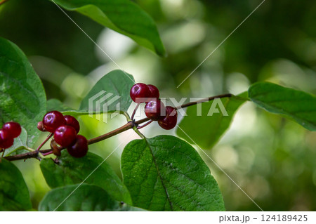 Festive Holiday Honeysuckle Branch with Red Berries Lonicera xylosteum 124189425