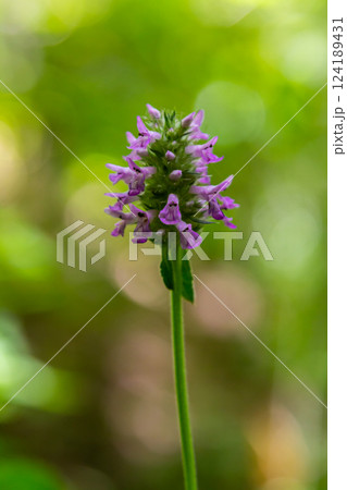 Betonica officinalis Stachys officinalis, commonly known as common hedgenettle, betony, wood betony, bishopwort, or bishop's wort, is a species of flowering plant in the family Lamiaceae 124189431