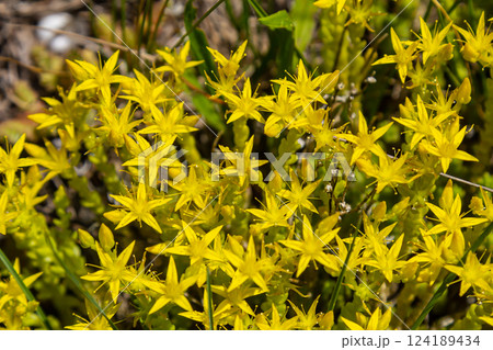 Muller seeds in forest bed. Sedum acre. Yellow flowers growing in the field Muller seeds in forest bed. Sedum acre. Yellow flowers growing in the field 124189434