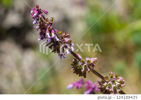 Purple lilac sage - a beautiful ornamental plant in the naturalistic native border in the cottage garden. Salvia verticillata - Purple Rain 124189435