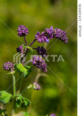 Purple lilac sage - a beautiful ornamental plant in the naturalistic native border in the cottage garden. Salvia verticillata - Purple Rain 124189436