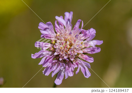 Field scabious Knautia arvensis flowering in meadow. Blue purple wild flower on natural background. Macro. Selective focus 124189437
