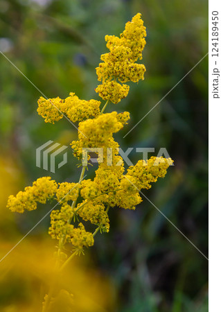 Closeup yellow flowers of lady's bedstraw, yellow bedstraw Galium verum in a Dutch garden. Family Rubiaceae. Summer, August, Netherlands Closeup yellow flowers of lady's bedstraw, yellow bedstraw Galium verum in a Dutch garden. Family Rubiaceae. Summer, August, Netherlands 124189450