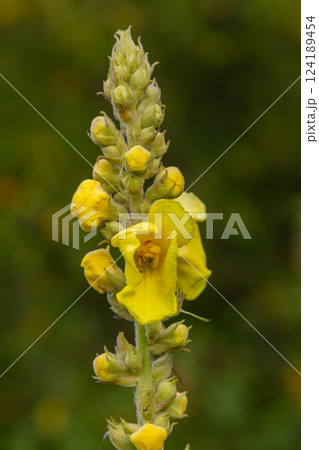 Common mullein - pale yellow flowers of verbascum nigrum plant, used as herb and medicine - growing in the medicinal garden 124189454