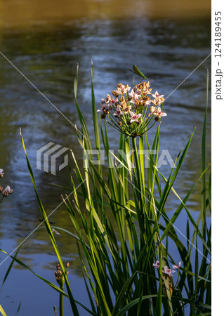 Photo butomus umbellatus flower burchardia, macro photo, forest water lily flower, summer spring, botany, background pink Photo butomus umbellatus flower burchardia, macro photo, forest water lily flower, summer spring, botany, background pink 124189455