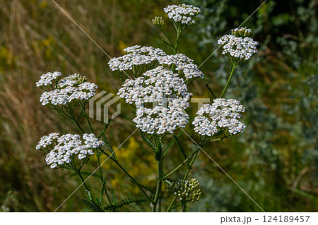 common yarrow achillea millefolium with fly Tachina fera 124189457