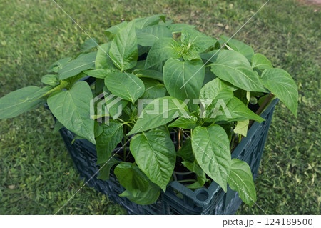 Green pepper seedlings grown from seeds are ready for planting in the garden. Green pepper seedlings grown from seeds are ready for planting in the garden. 124189500
