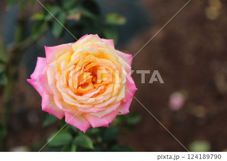 荒尾市 おもやい市民花壇 バラの花、 荒尾市 おもやい市民花壇 バラの花、 124189790