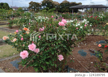 荒尾市　おもやい市民花壇　バラの花、 124189795