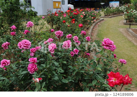 荒尾市 おもやい市民花壇 バラの花、 荒尾市 おもやい市民花壇 バラの花、 124189806