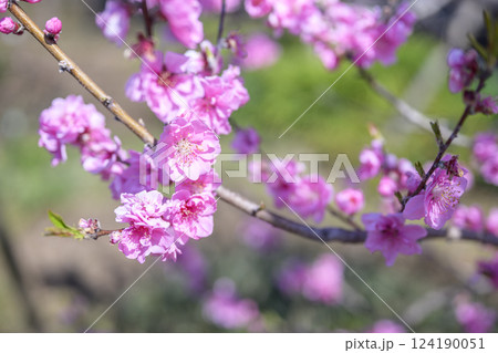 ハナモモ ヤグチ 春の花 ピンク 淡い 素材 124190051