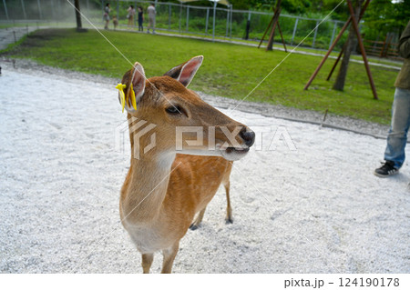 鹿 シカ しか 124190178