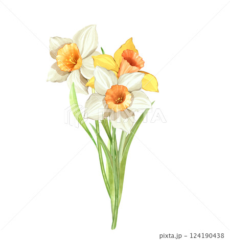 Bouquet of daffodil flowers. Spring hand painted floral illustration. 124190438