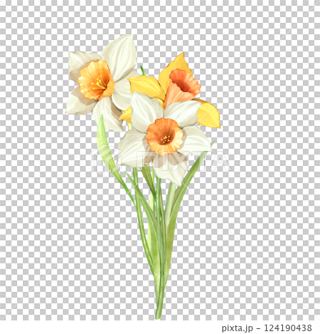 Bouquet of daffodil flowers. Spring hand painted floral illustration. 124190438