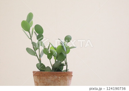 グリーンドラム鉢植え 124190736