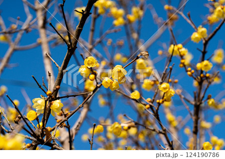 青空に映える蝋梅の花 青空に映える蝋梅の花 124190786